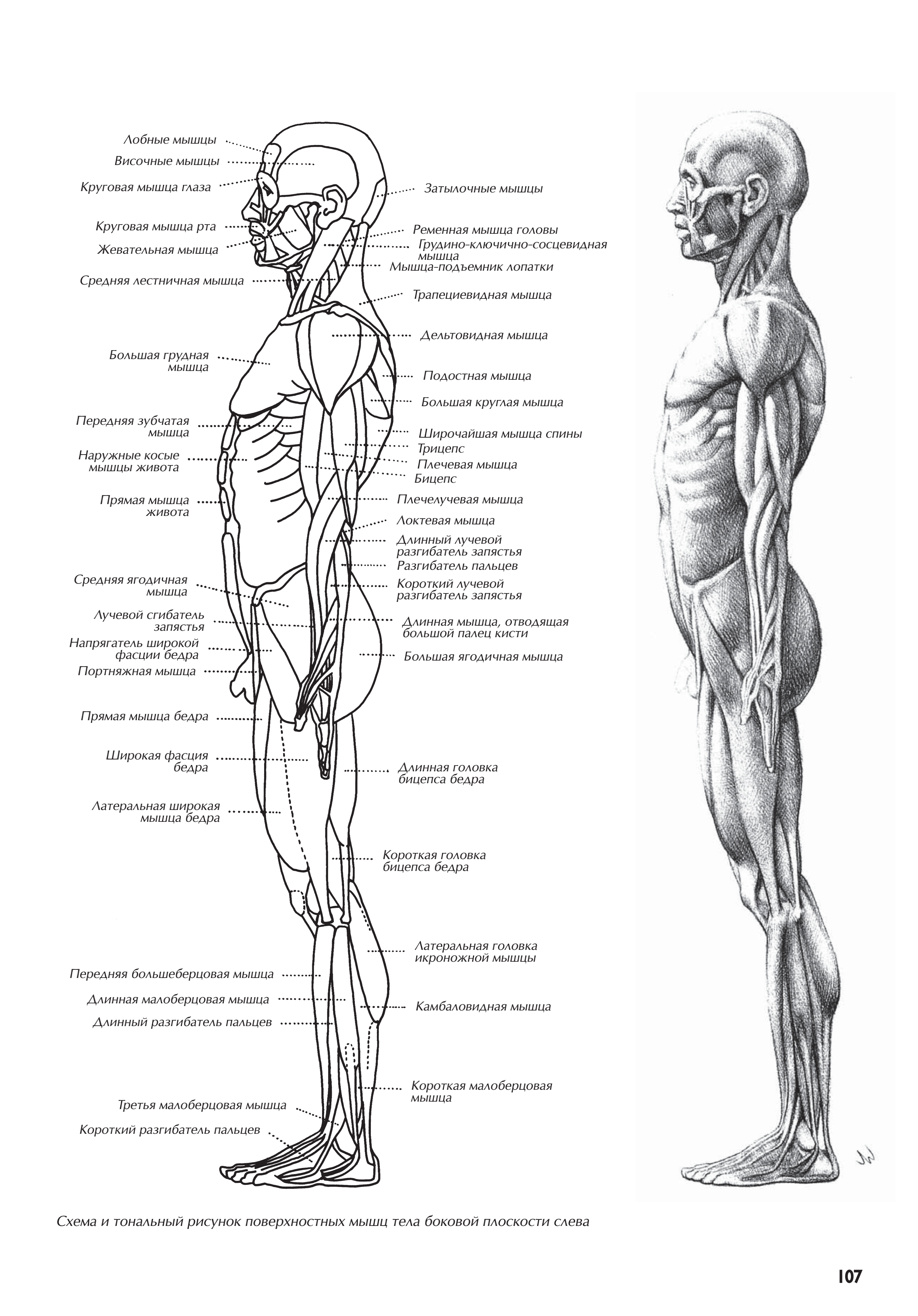 آموزش نقاشی طراحی سیاه قلم شهرری